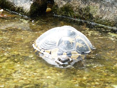 SchwimmendeSchildkroete