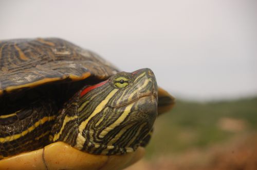 rotwangenschmuckschildkrote klein