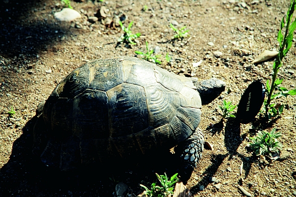 RiesenschildkroeteKemer