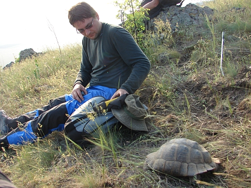 Riesenschildkroeteklein