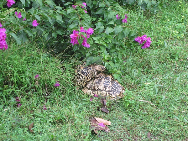 Sternschildkroetenpaarung