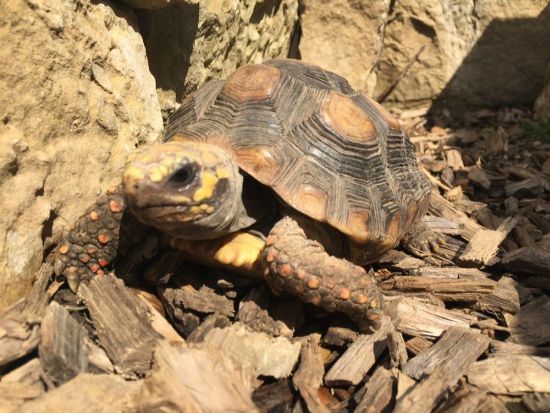 Köhlerschildkröte klein